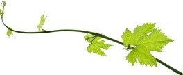 left vine 3