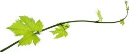right vine 2